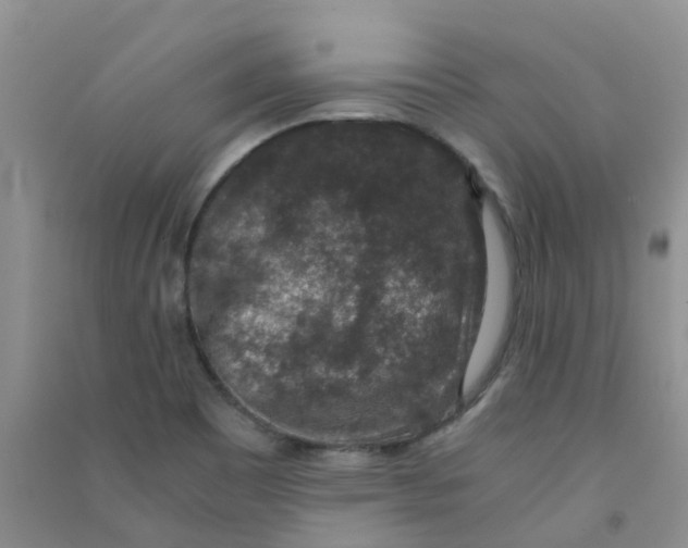 X0000090701465200708171836