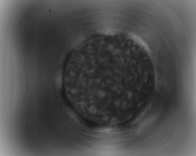 X0000090710065200707201223