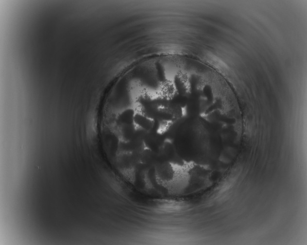 X0000090710347200707201219