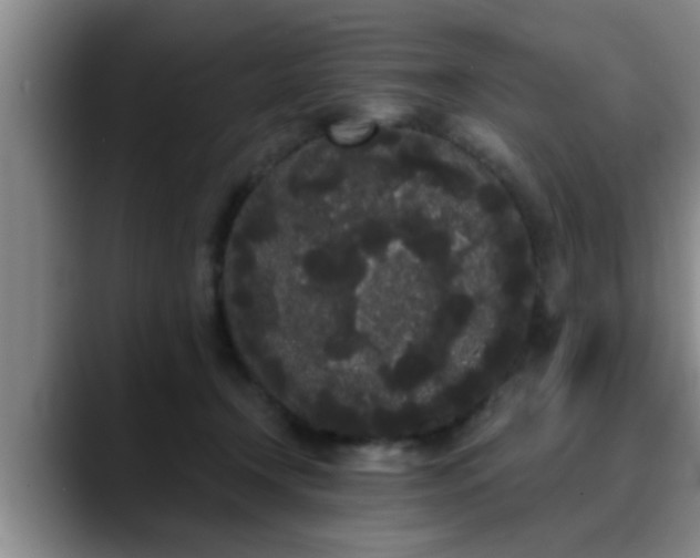 X0000090710366200707201219