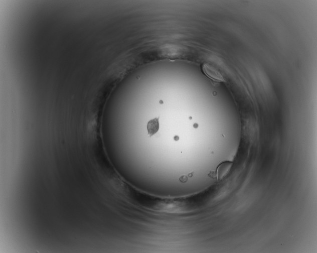 X0000090710557200707201217