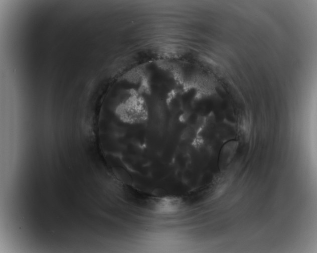 X0000090710663200707201216