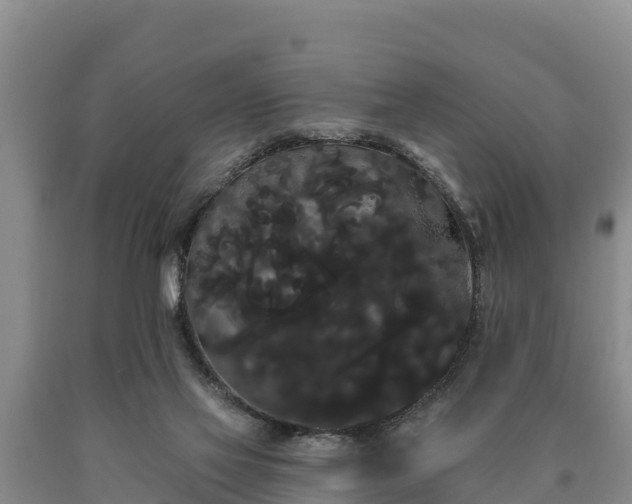 X0000090710069200707271140