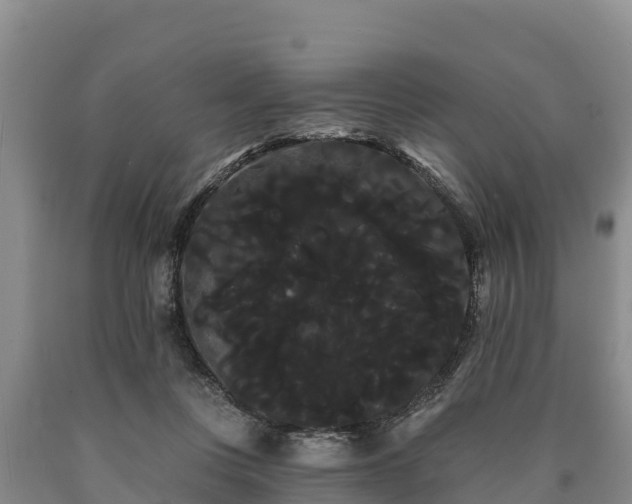 X0000090710359200707271136