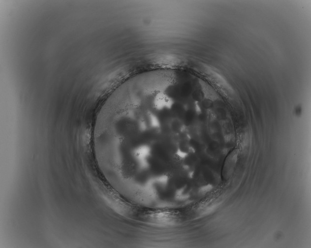 X0000090710365200707271136