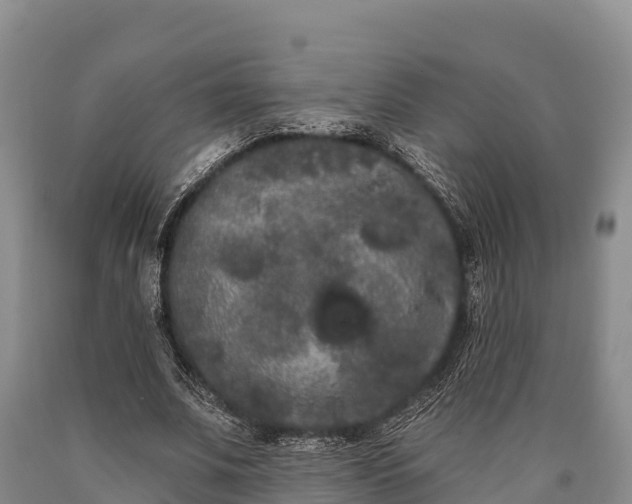 X0000090710679200707271132