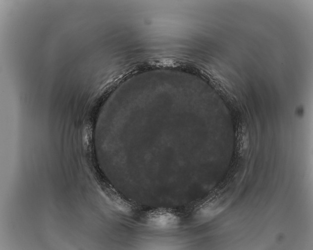 X0000090710747200707271131