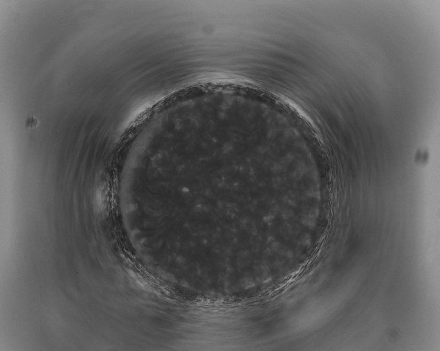 X0000090710775200707271130