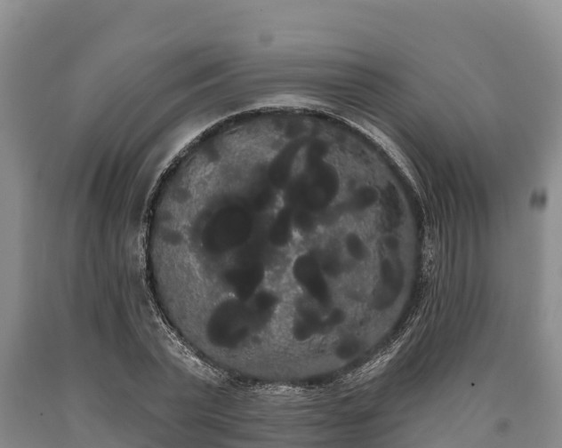 X0000090710783200707271130