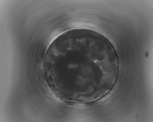 X0000090711529200707271121