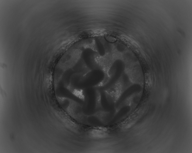 X0000090710369200708031438