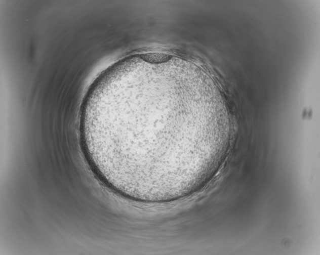 X0000090710006200708101515