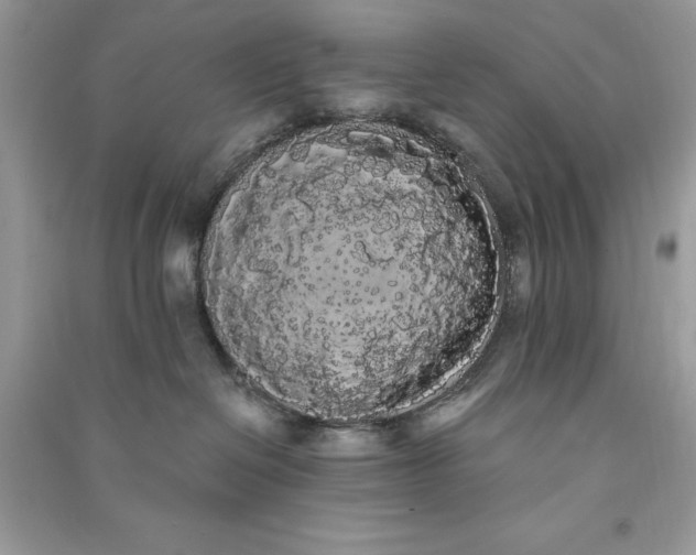 X0000090710286200708101512