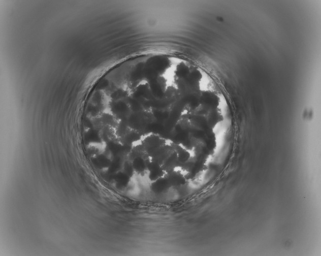 X0000090710337200708101510