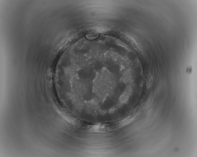 X0000090710366200708101511