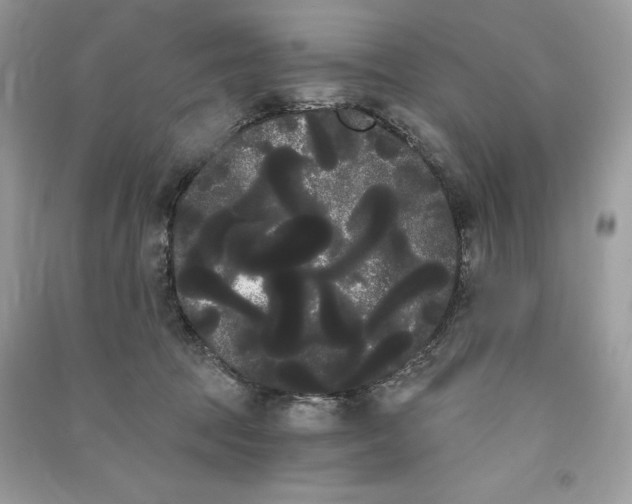 X0000090710369200708101511