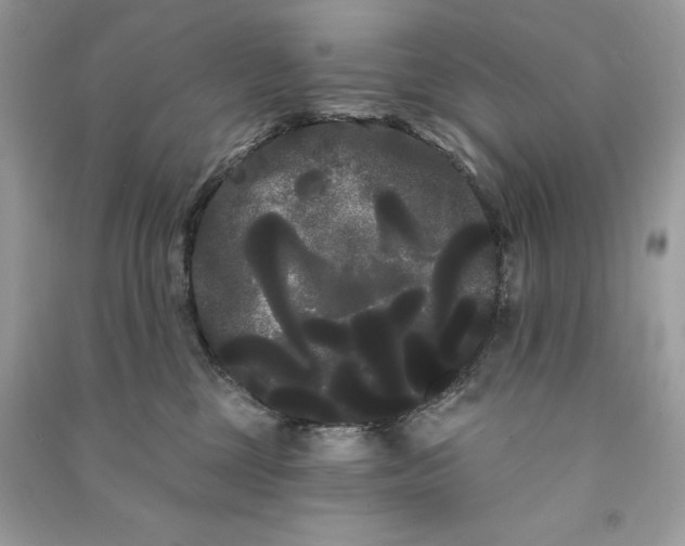 X0000090710377200708101511