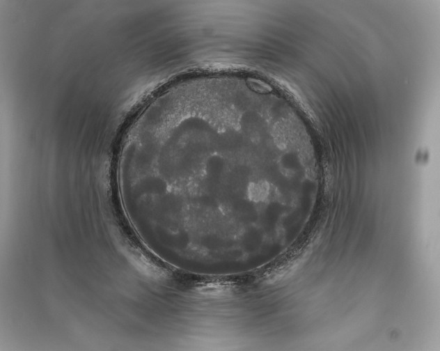 X0000090710447200708101509