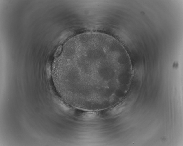 X0000090710479200708101509