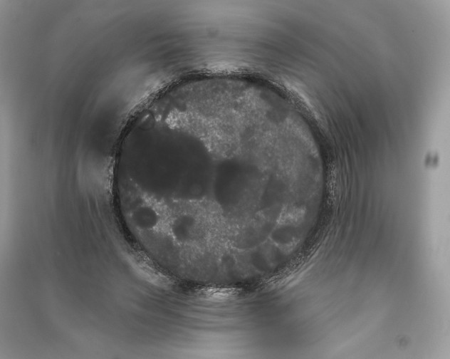 X0000090710495200708101509