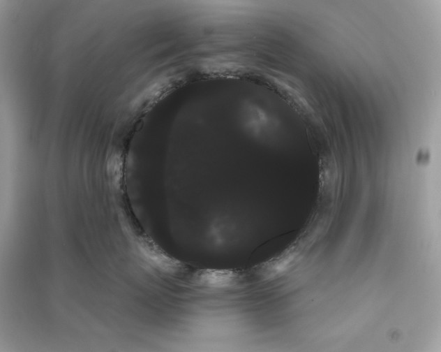 X0000090710767200708101505