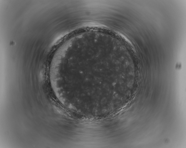 X0000090710775200708101505