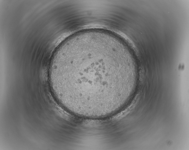 X0000090710929200708101502