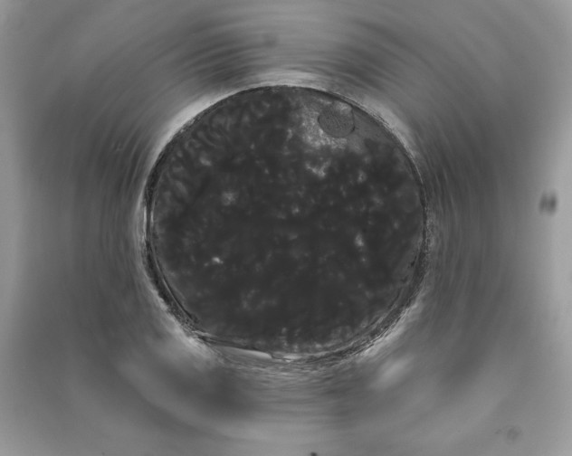 X0000090711125200708101459