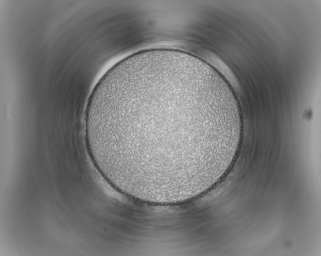 X0000090711436200708101456