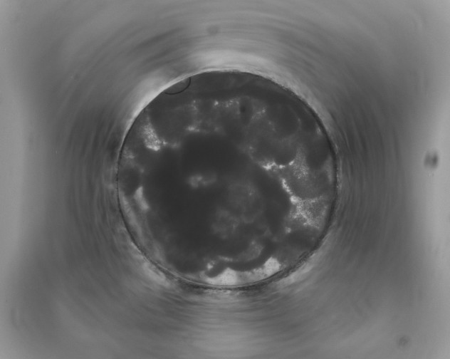 X0000090711529200708101454