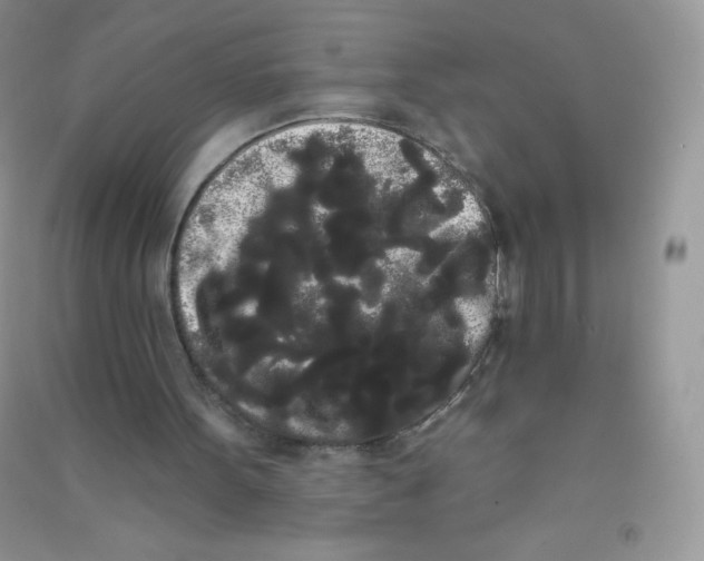 X0000090710099200708171914