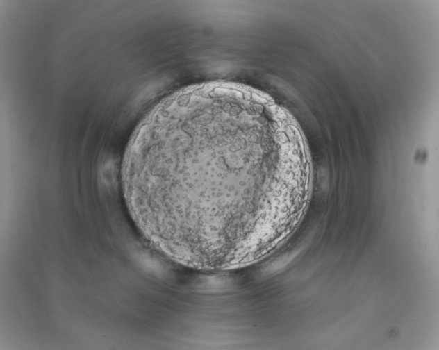 X0000090710286200708171912