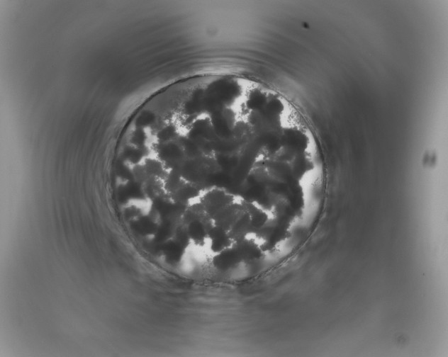 X0000090710337200708171911