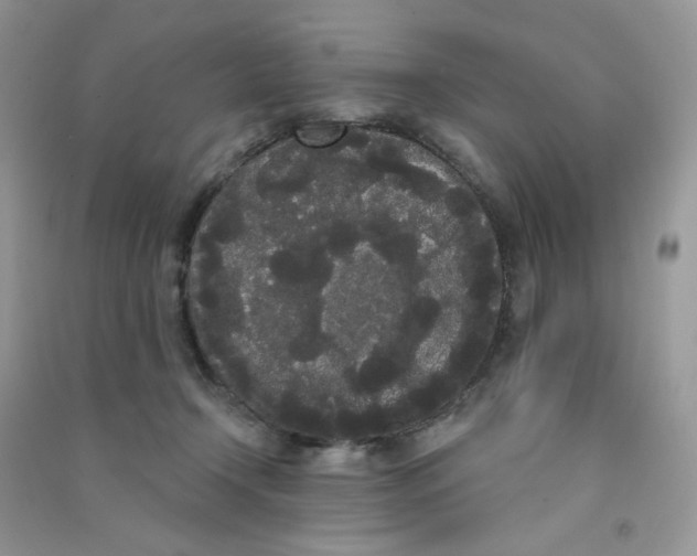 X0000090710366200708171911