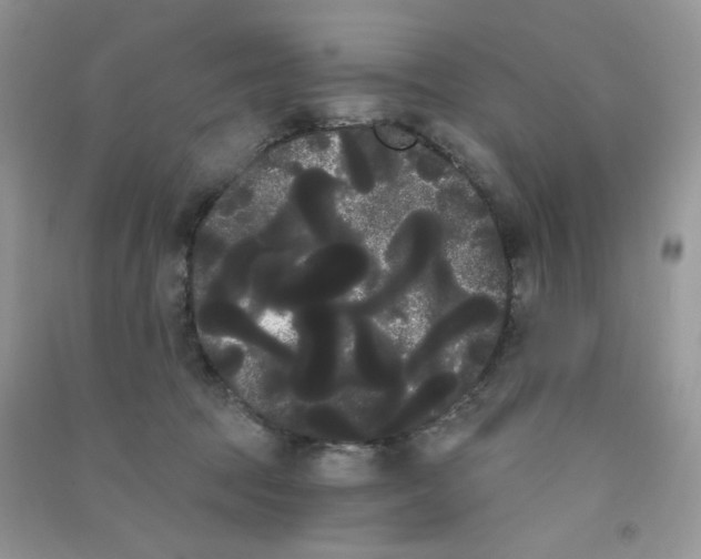 X0000090710369200708171911