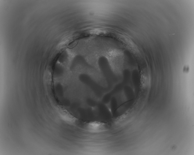 X0000090710375200708171911