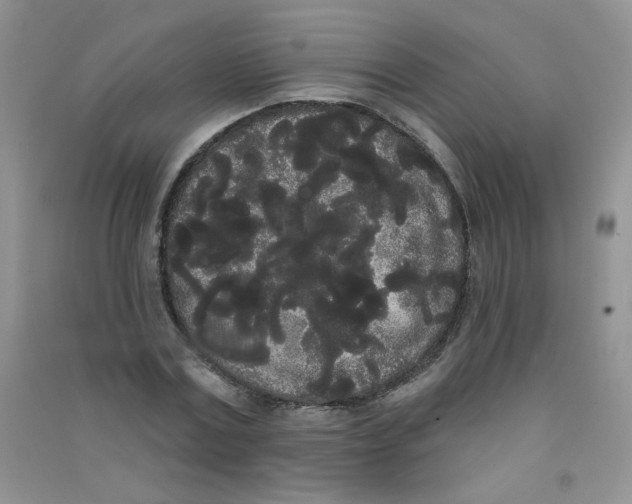 X0000090710779200708171905