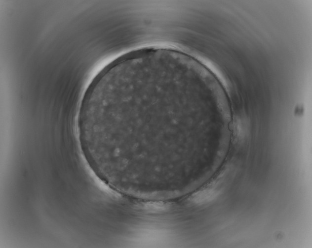 X0000090710959200708171904