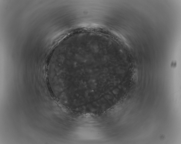 X0000090710966200708171903