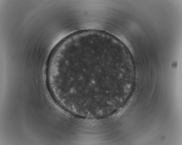 X0000090710983200708171903