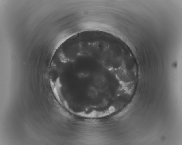 X0000090711529200708171856