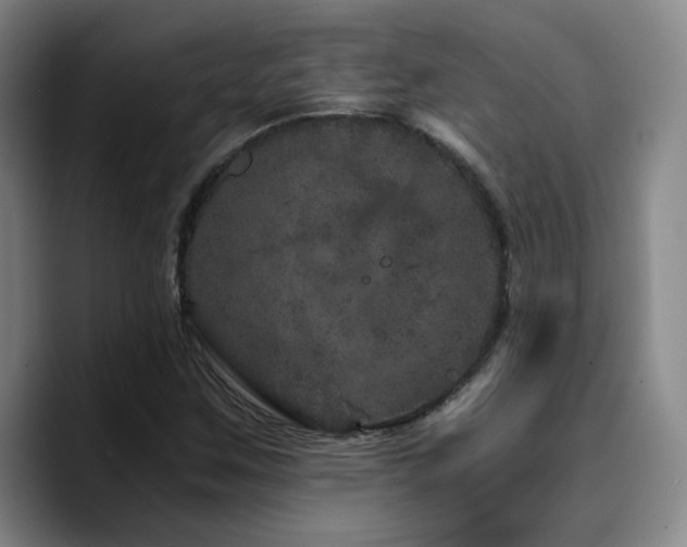 X0000090721259200707201341
