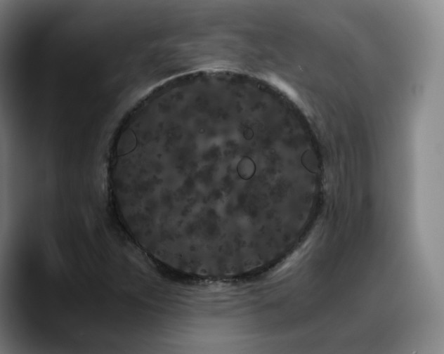 X0000090721263200707201341