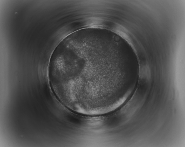 X0000090721338200707201340