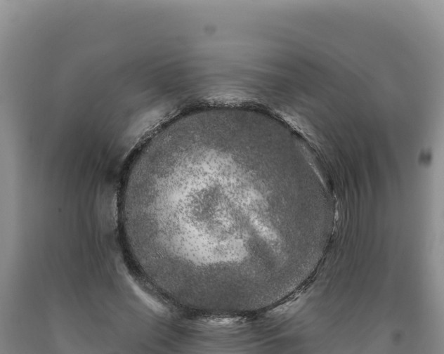 X0000090720638200707271153