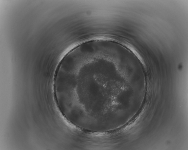 X0000090720853200707271151