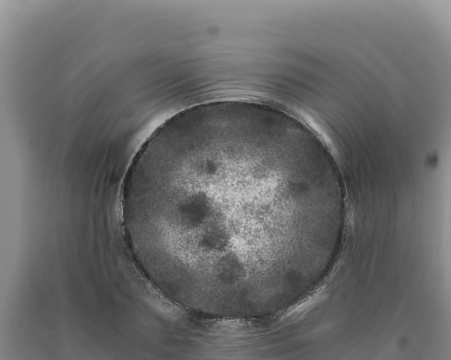 X0000090720883200707271150