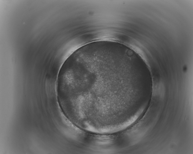 X0000090721338200707271144