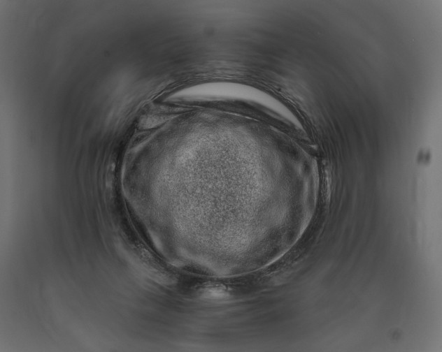 X0000090720263200708031507