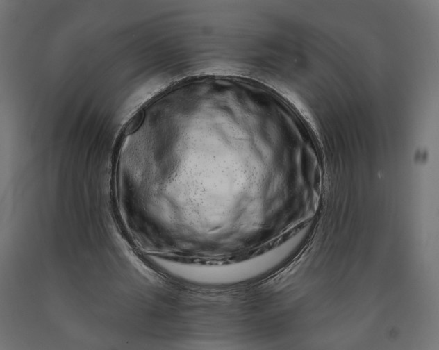 X0000090720437200708031504